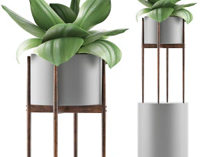 collezione di piante 85 Modello 3D