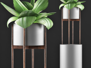 plants collection 85 3Dモデル