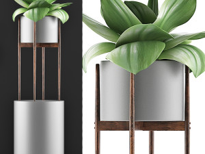 plants collection 85 3Dモデル