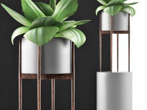 plants collection 85 3Dモデル