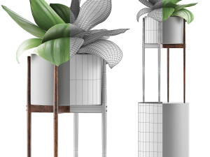 plants collection 85 3Dモデル