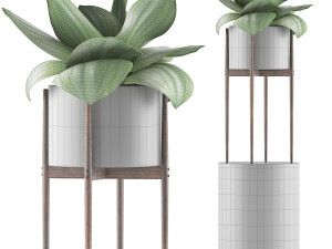 plants collection 85 3Dモデル