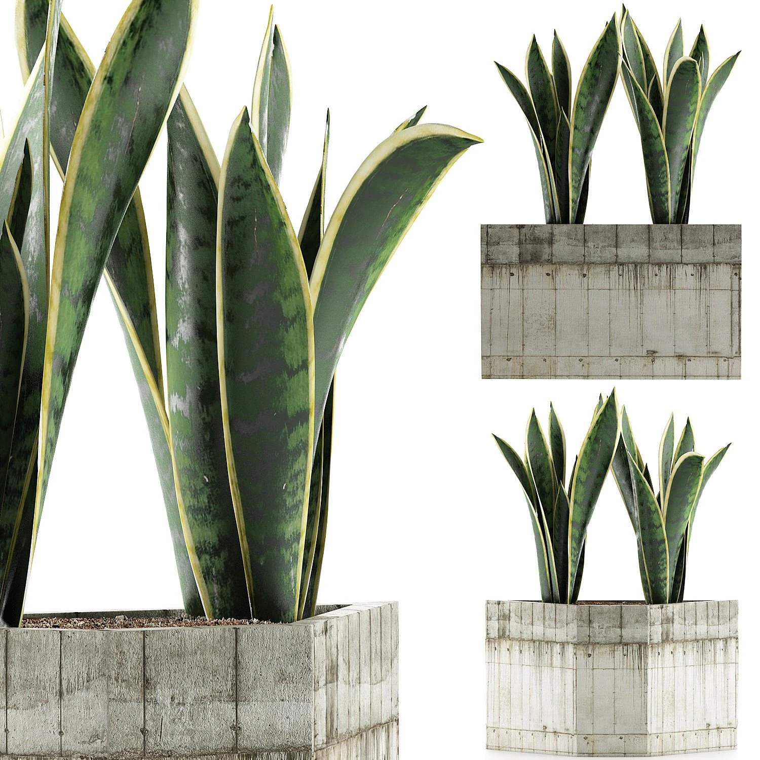 plants collection 86 3D Model .c4d .max .obj .3ds .fbx .stl .blend 