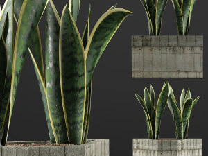 plants collection 86 3D Model