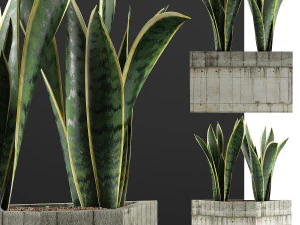 plants collection 86 3D Model