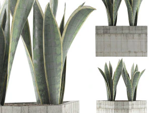 plants collection 86 3D Model