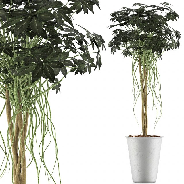 plants collection 87 Modèle 3D .c4d .max .obj .3ds .fbx .stl .blend