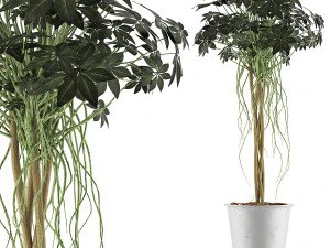 collezione di piante 87 Modello 3D