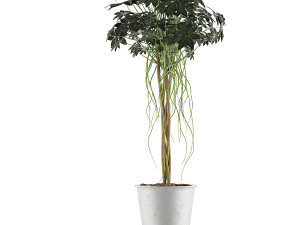 plants collection 87 Modèle 3D