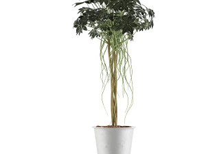plants collection 87 3D Model