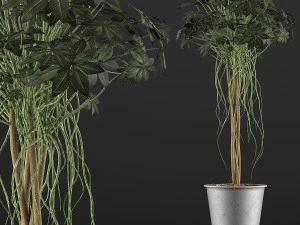 plants collection 87 3D Model