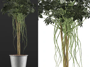 plants collection 87 3D Model
