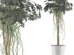 plants collection 87 3D Model