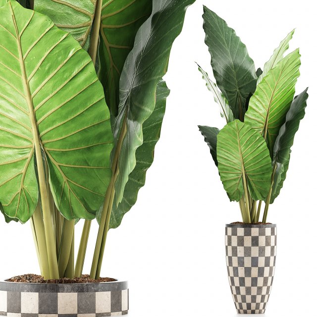plants collection 88 Modèle 3D .c4d .max .obj .3ds .fbx .stl .blend 