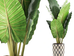 raccolta piante 88 Modello 3D