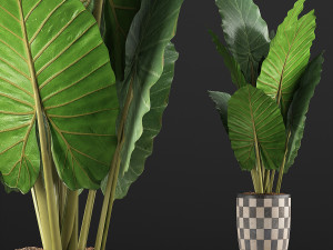 plants collection 88 Modèle 3D