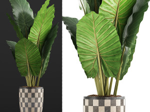 plants collection 88 Modèle 3D