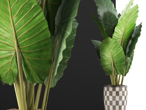plants collection 88 Modèle 3D