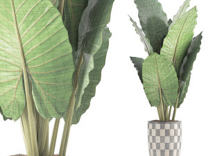 plants collection 88 Modèle 3D