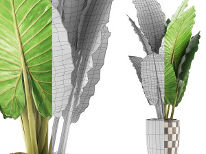 plants collection 88 Modèle 3D