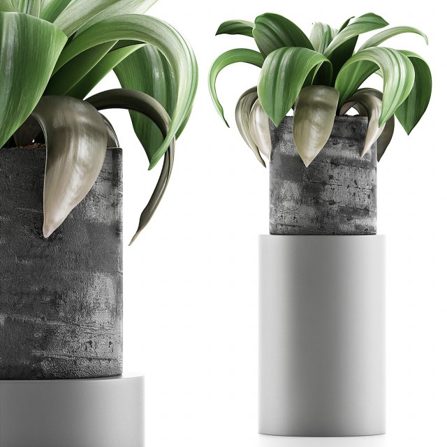 plants collection 89 3D Model .c4d .max .obj .3ds .fbx .stl .blend 