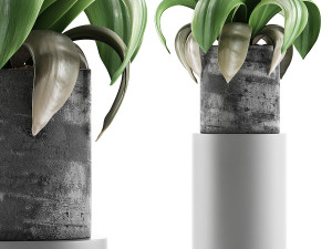plants collection 89 3D Model