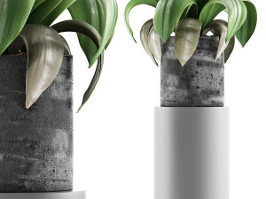 collezione di piante 89 Modello 3D