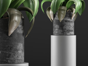 plants collection 89 3D Model
