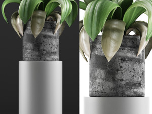 plants collection 89 3D Model