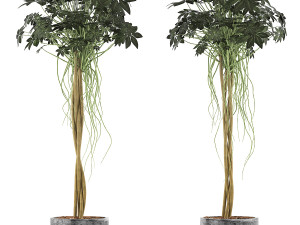 plants collection 90 3D Model