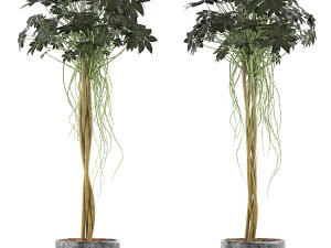 collezione di piante 90 Modello 3D