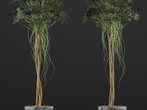 plants collection 90 Modelo 3D