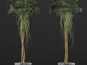 plants collection 90 3D Model
