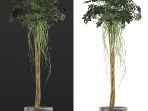 plants collection 90 Modelo 3D
