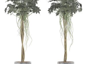 plants collection 90 Modelo 3D