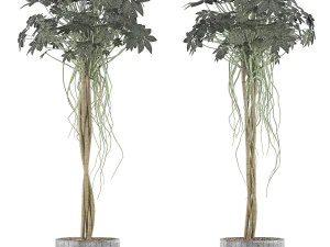 plants collection 90 3D Model