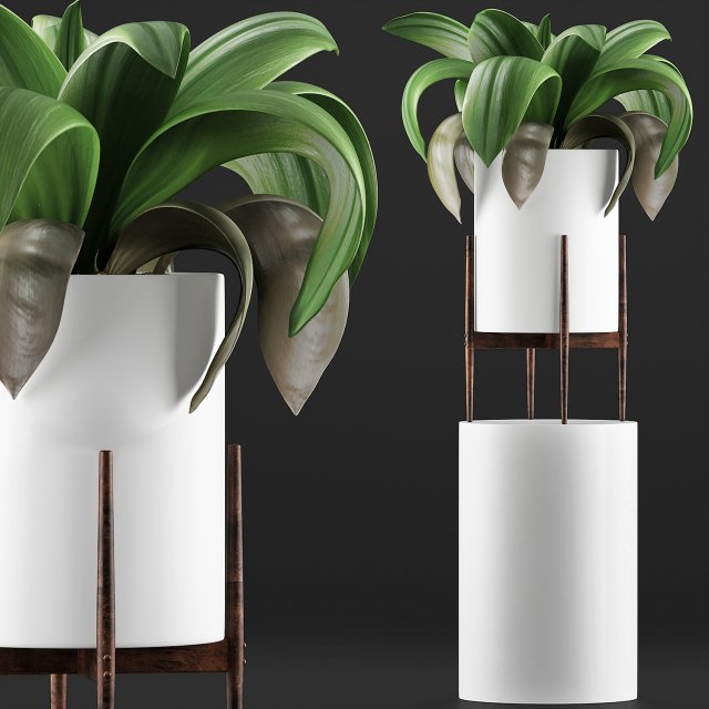 plants collection 91 3D Модель .c4d .max .obj .3ds .fbx .stl .blend 