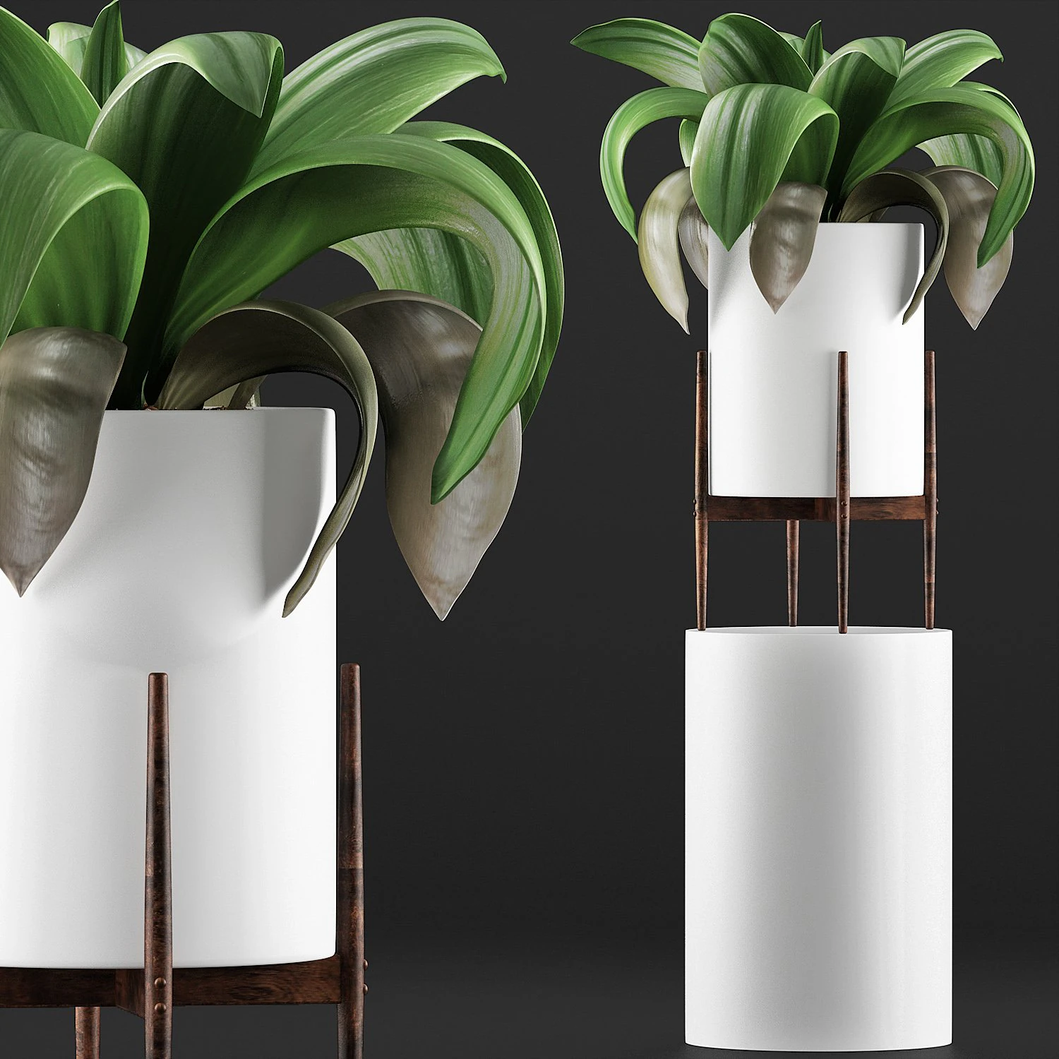 plants collection 91 3D Model .c4d .max .obj .3ds .fbx .stl .blend 