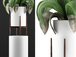 plants collection 91 3D Модель
