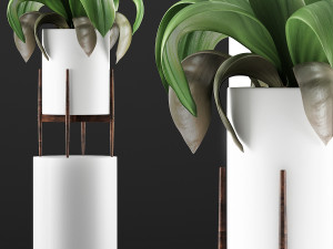 plants collection 91 3D Модель