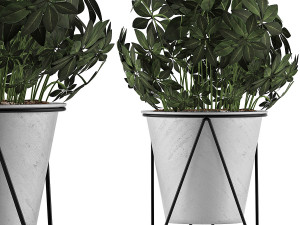 plants collection 92 Modèle 3D