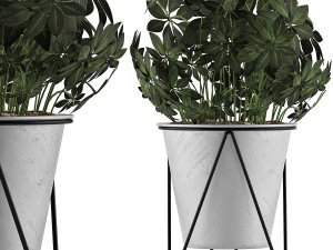 collezione di piante 92 Modello 3D