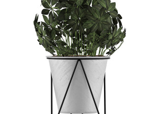plants collection 92 Modèle 3D