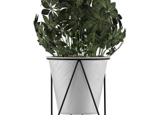 plants collection 92 3D Model