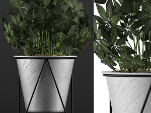 plants collection 92 3D Model