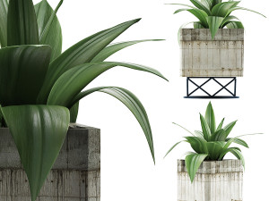 plants collection 93 3D Model
