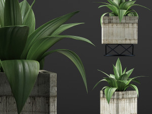 plants collection 93 Model 3D