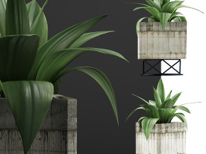 plants collection 93 Model 3D