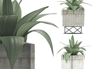 plants collection 93 Model 3D
