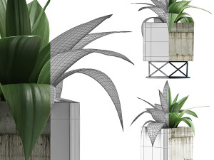 plants collection 93 Model 3D